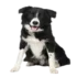 Tabela do Jogo do Bicho - Cachorro