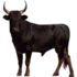Tabela do Jogo do Bicho - Touro