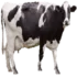 Tabela do Jogo do Bicho - Vaca